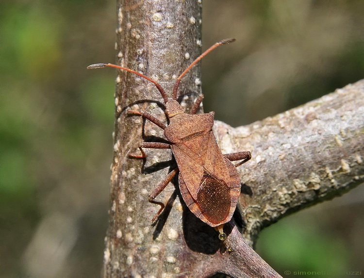 Coreidae: Coreus marginatus della Toscana (FI)